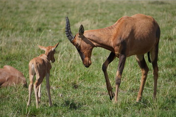 A mother topi looks at her baby in a warning stare.