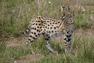 A serval cat with her tongue out.