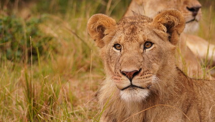 A strong stare of a concerned juvenile lion.