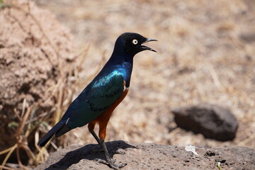  A superb starling with beak open.