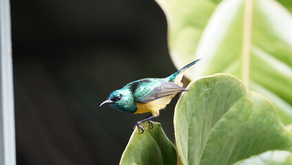  A varable sunbird just about to fly off a leaf.