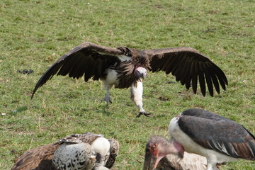 A very big lappet faced vulture landing.