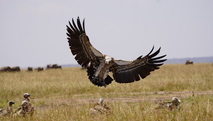 A vulture just about to land on a kill.