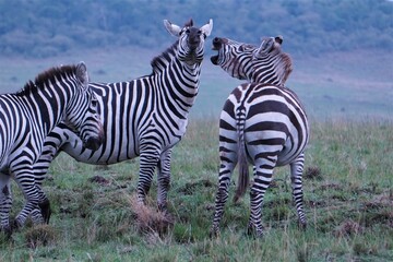 A whisper into the ears of a zebra.