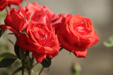 red roses on the street 