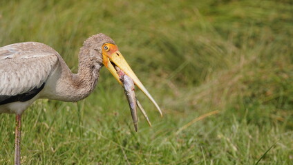 A yellow billed stork settles to swallow a fish he just caught.