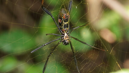A yellow spider showing the stomach