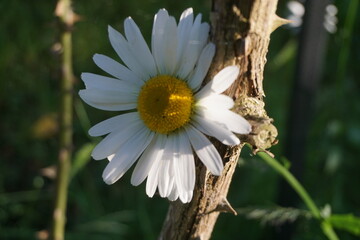 Gelb-weiße Margeritenblume vor Baumstamm im Garten bei Sonne am Abend im Frühling