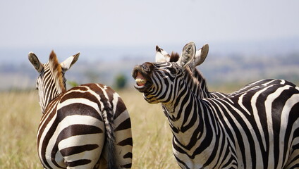 Fototapeta premium A zebra stalion seems to be in a talking mode.