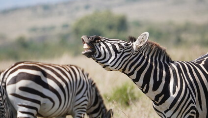 A zebra testing the urine of a female for reproductive status.