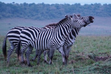 A zebra with a smiling face