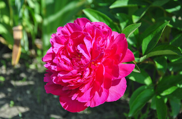 beautiful pink peony in the garden on a sunny day close-up