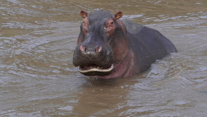 An angry hippo looking at the camera