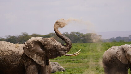 Obraz premium An elephant prepares to throw dust on himself.