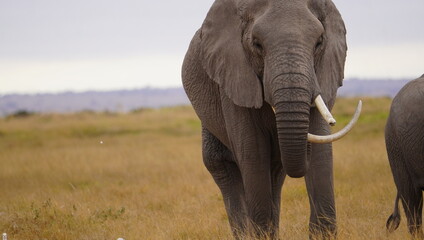  An elephant with her tusks grawing wrong way.