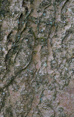 Beautiful close-up of quercus pontica