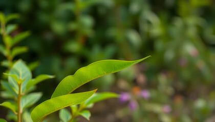 Obraz premium Serene green leaf amidst soft-focused verdant foliage in a tranquil garden setting, vector style. White tone
