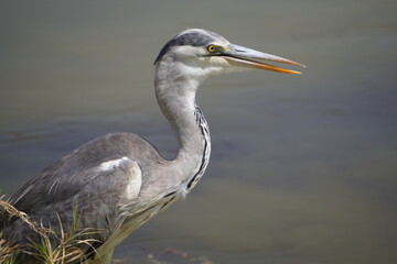 An extreme close up of a grey heron.