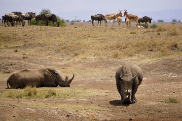 Animals grazing together close to water.