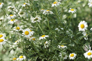 Fototapeta premium field of daisies