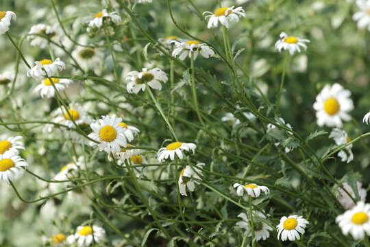 field of daisies