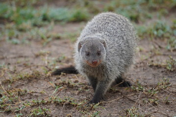  Banded mongoose facing camera