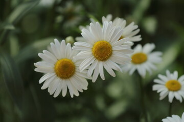 Obraz premium white daisy flower
