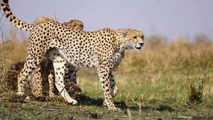  Cheetah mother leads her cubs to hunt
