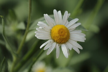 white daisy flower