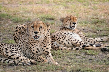  Close up of a cheetah looking at the camera