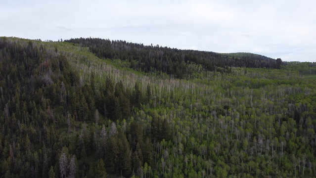 Aerial photographs of Guardsman Pass in the Wasatch Mountains of Utah, showcasing winding alpine roads, dense green forests, and high-elevation terrain under clear summer skies. Captured with a drone,