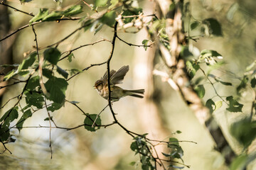 Garden warbler bird sitting in a tree and singing 