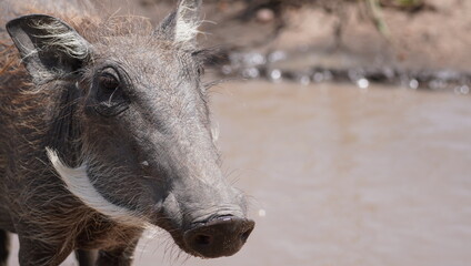  Close up of a worthog showing the manes around the face