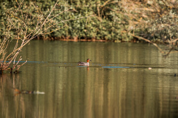 Eurasian teal swimming in the pond bird 