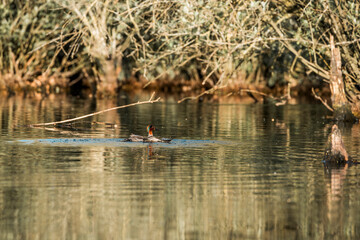 Eurasian teal swimming in the pond bird 