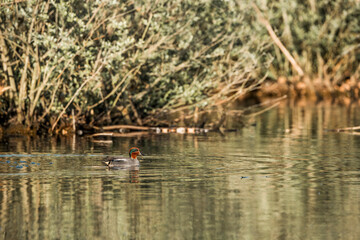 Eurasian teal swimming in the pond bird 