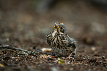 little singing bird baby on the ground
