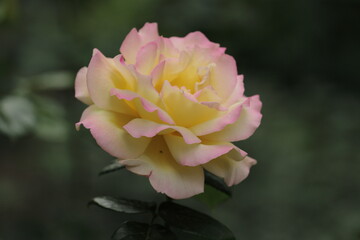 pink rose on the street 