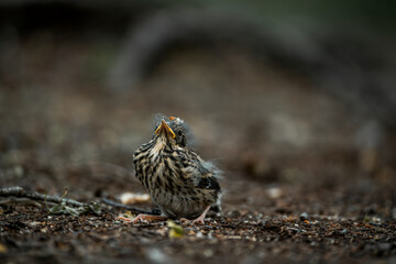 little singing bird baby on the ground