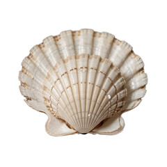 Sea jacobean scallop shel isolated on white