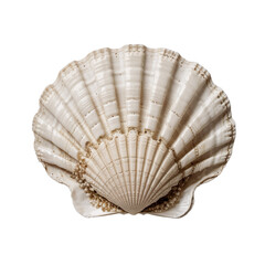 Sea jacobean scallop shel isolated on white