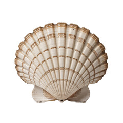Sea jacobean scallop shel isolated on white