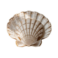 Sea jacobean scallop shel isolated on white