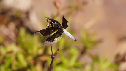 Dragon fly with dark wings and silver body.