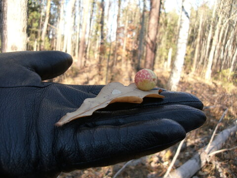 Gall, or oak-apple on an oak leaf. Hand in leather glove holding cecidia of cherry gall wasp.