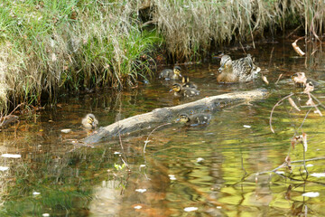 Ducklings and a mother duck swimming in a serene pond surrounded by nature in late spring