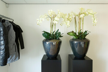 Elegant white orchids in stylish pots adorned with modern clothing in a minimalistic interior setting