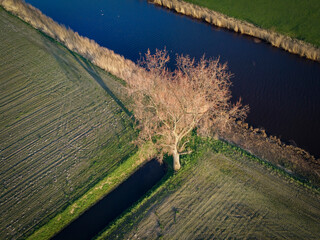 Serene landscape with solitary tree beside winding waterway and fields during late afternoon light