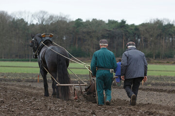 Traditional plowing method with draft horses in the countryside during early spring