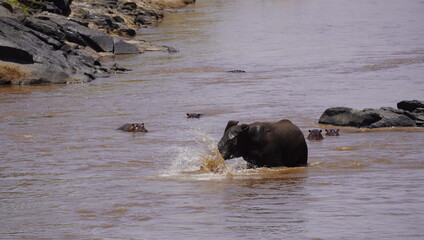 Elephants enjoying a swim in a river.